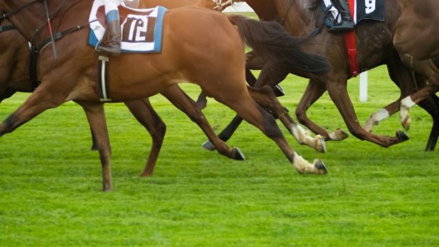 Exciting Windsor Races: Monday's Final Fiesta Preview