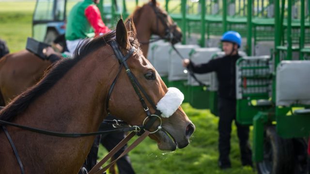 Mullins Best Gold Cup