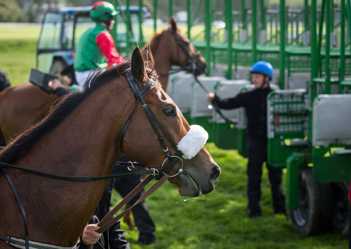 Fact To File Represents Mullins’ Best Gold Cup Chance This Season