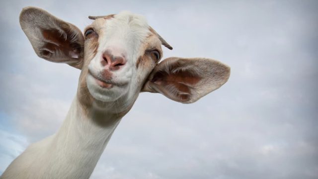 The Greatest of All Time