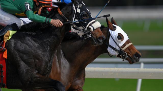 Betting Basics for the San Felipe Stakes 2026