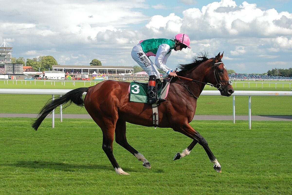 Frankel Profile: Unbeaten Record and Racing Legacy