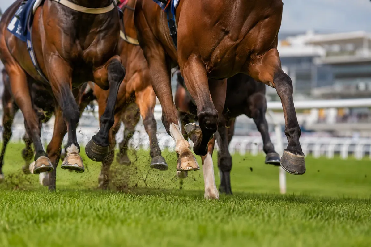 Sky Bet Ebor 2026: Tarriance Heads 22-Runner Field